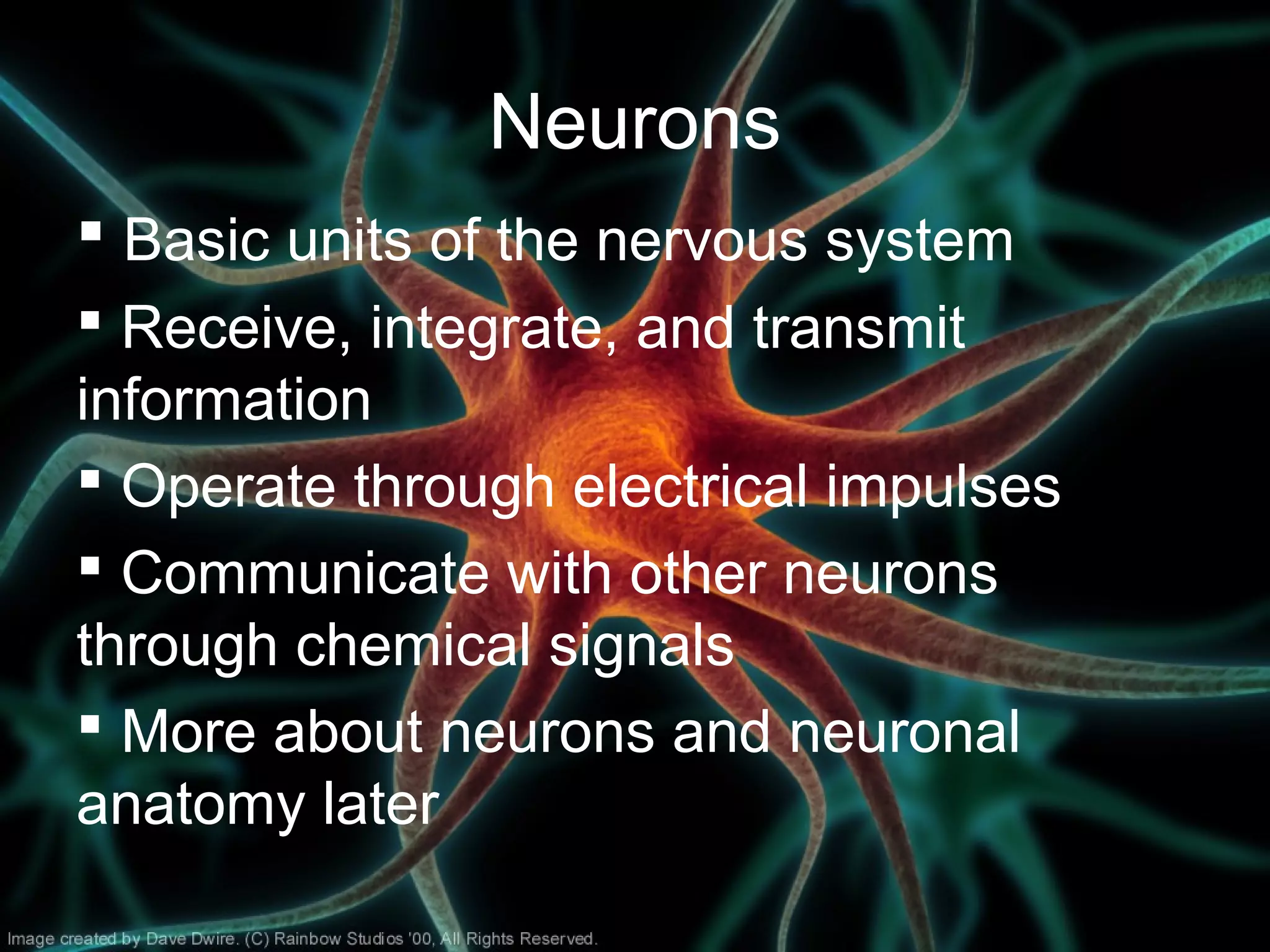  Basic units of the nervous system
 Receive, integrate, and transmit
information
 Operate through electrical impulses
 Communicate with other neurons
through chemical signals
 More about neurons and neuronal
anatomy later
Neurons
 