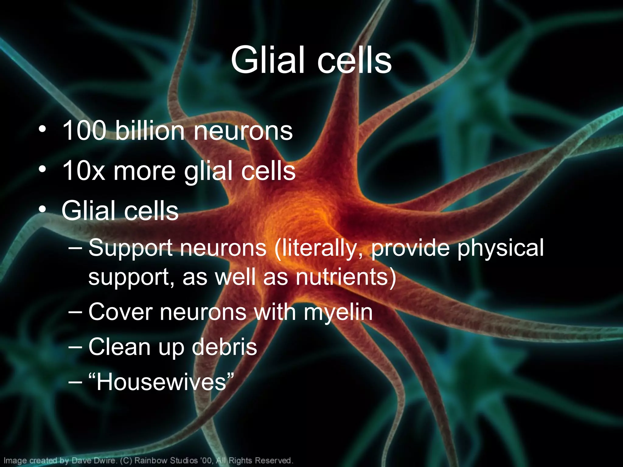 Glial cells
• 100 billion neurons
• 10x more glial cells
• Glial cells
– Support neurons (literally, provide physical
support, as well as nutrients)
– Cover neurons with myelin
– Clean up debris
– “Housewives”
 