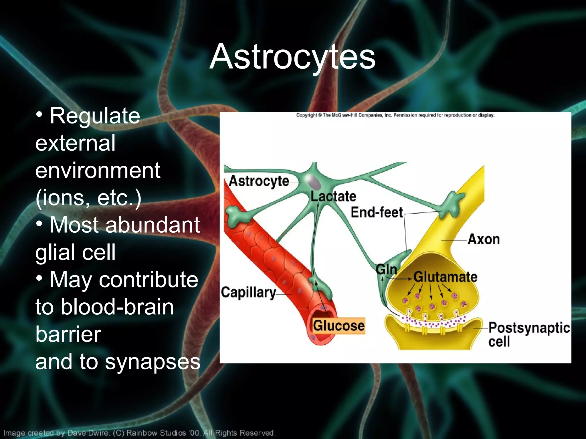 • Regulate
external
environment
(ions, etc.)
• Most abundant
glial cell
• May contribute
to blood-brain
barrier
and to synapses
Astrocytes
 