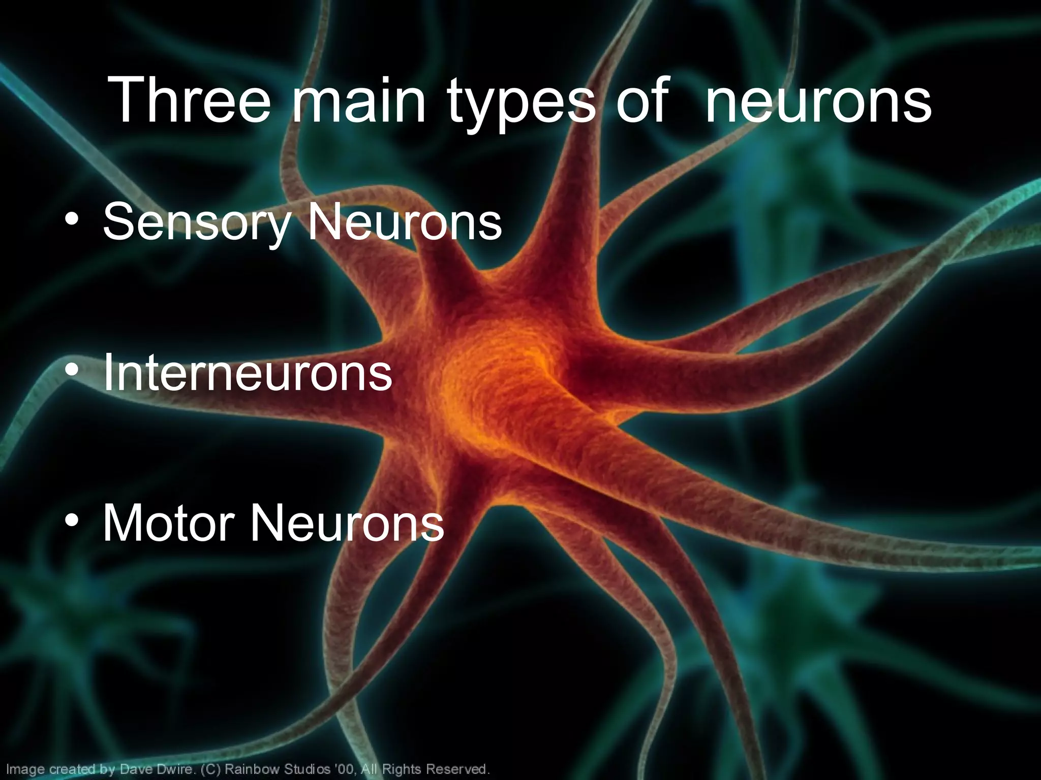 Three main types of neurons
• Sensory Neurons
• Interneurons
• Motor Neurons
 