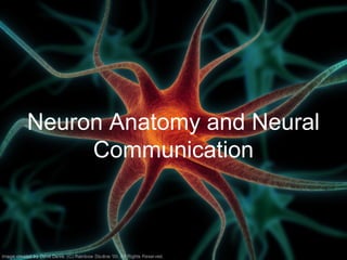 Neuron and neurotransmitters | PPT