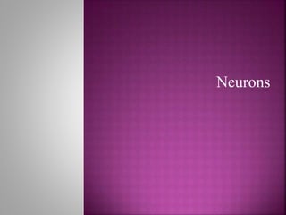 Neurons
 
