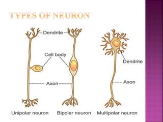 DEPENDING UPON THE FUNCTION
 On the basis of function, nerve cells are classified into
two types:
 1. Motor or efferent ...
