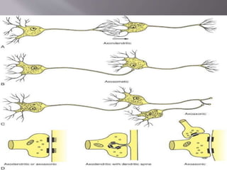 Shared Neuron Neuron | PPT