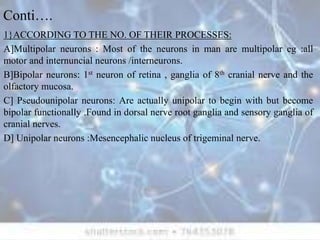 Conti….
1}ACCORDING TO THE NO. OF THEIR PROCESSES:
A]Multipolar neurons : Most of the neurons in man are multipolar eg :all
motor and internuncial neurons /interneurons.
B]Bipolar neurons: 1st neuron of retina , ganglia of 8th cranial nerve and the
olfactory mucosa.
C] Pseudounipolar neurons: Are actually unipolar to begin with but become
bipolar functionally .Found in dorsal nerve root ganglia and sensory ganglia of
cranial nerves.
D] Unipolar neurons :Mesencephalic nucleus of trigeminal nerve.
 