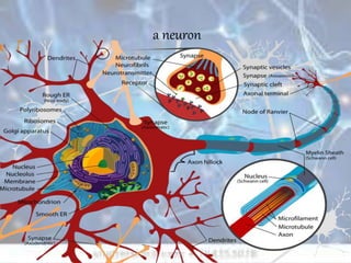 a neuron
 