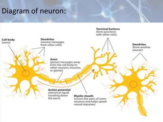 Diagram of neuron:
 