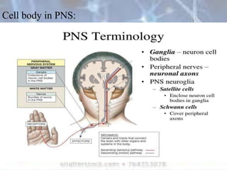 Cell body in PNS:
 