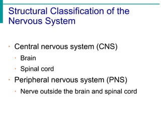 Pns Classification neuron.pdf