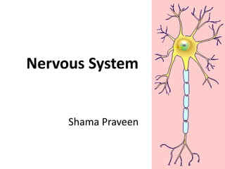 Nervous System
MsShama Praveen
 