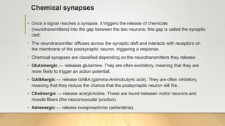 Chemical synapses
• Once a signal reaches a synapse, it triggers the release of chemicals
(neurotransmitters) into the gap between the two neurons; this gap is called the synaptic
cleft.
• The neurotransmitter diffuses across the synaptic cleft and interacts with receptors on
the membrane of the postsynaptic neuron, triggering a response.
• Chemical synapses are classified depending on the neurotransmitters they release:
• Glutamergic — releases glutamine. They are often excitatory, meaning that they are
more likely to trigger an action potential.
• GABAergic — release GABA (gamma-Aminobutyric acid). They are often inhibitory,
meaning that they reduce the chance that the postsynaptic neuron will fire.
• Cholinergic — release acetylcholine. These are found between motor neurons and
muscle fibers (the neuromuscular junction).
• Adrenergic — release norepinephrine (adrenaline).
 