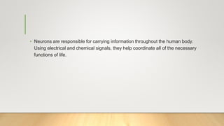 • Neurons are responsible for carrying information throughout the human body.
Using electrical and chemical signals, they help coordinate all of the necessary
functions of life.
 