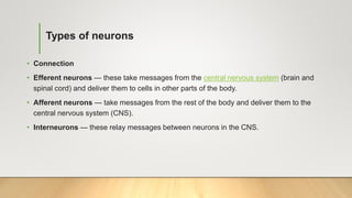 Types of neurons
• Connection
• Efferent neurons — these take messages from the central nervous system (brain and
spinal cord) and deliver them to cells in other parts of the body.
• Afferent neurons — take messages from the rest of the body and deliver them to the
central nervous system (CNS).
• Interneurons — these relay messages between neurons in the CNS.
 