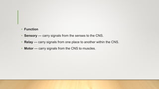 • Function
• Sensory — carry signals from the senses to the CNS.
• Relay — carry signals from one place to another within the CNS.
• Motor — carry signals from the CNS to muscles.
 