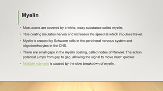 Myelin
• Most axons are covered by a white, waxy substance called myelin.
• This coating insulates nerves and increases the speed at which impulses travel.
• Myelin is created by Schwann cells in the peripheral nervous system and
oligodendrocytes in the CNS.
• There are small gaps in the myelin coating, called nodes of Ranvier. The action
potential jumps from gap to gap, allowing the signal to move much quicker.
• Multiple sclerosis is caused by the slow breakdown of myelin.
 