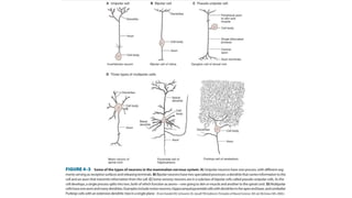 Details structure of Neuron,Zoology.pptx