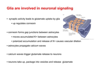 Neuron Glial Interactions | PDF