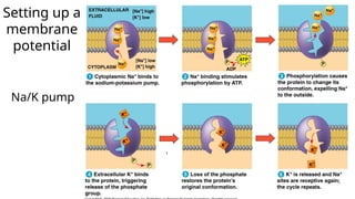 Na/K pump
Setting up a
membrane
potential
 