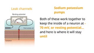Leak channels Sodium potassium
pumps
Both of these work together to
keep the inside of a neuron at -
70 mV, or resting potential…
and here is where it will stay
until
 