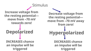 Stimulus
Increase voltage from
the resting potential---
move from –70 mV
towards zero!
Decrease voltage from
the resting potential---
move from –70 mV away
from zero!
Depolarized
INCREASES chance
an impulse will be
triggered
Hyperpolarized
DECREASES chance
an impulse will be
triggered
 