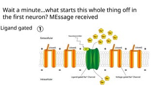 Wait a minute...what starts this whole thing off in
the first neuron? MEssage received
Ligand gated
 