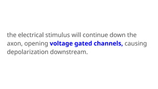 the electrical stimulus will continue down the
axon, opening voltage gated channels, causing
depolarization downstream.
 