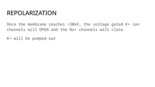 REPOLARIZATION
Once the membrane reaches +30mV, the voltage gated K+ ion
channels will OPEN and the Na+ channels will close.
K+ will be pumped out
 