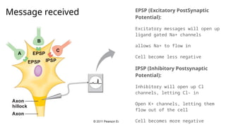 EPSP (Excitatory PostSynaptic
Potential):
Excitatory messages will open up
ligand gated Na+ channels
allows Na+ to flow in
Cell become less negative
IPSP (Inhibitory Postsynaptic
Potential):
Inhibitory will open up Cl
channels, letting Cl- in
Open K+ channels, letting them
flow out of the cell
Cell becomes more negative
Message received
 