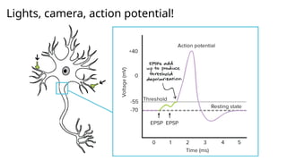 Lights, camera, action potential!
 