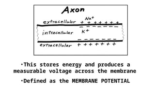 •This stores energy and produces a
measurable voltage across the membrane
•Defined as the MEMBRANE POTENTIAL
 