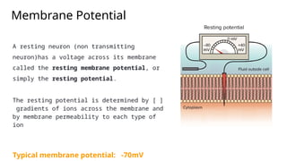 Membrane Potential
A resting neuron (non transmitting
neuron)has a voltage across its membrane
called the resting membrane potential, or
simply the resting potential.
The resting potential is determined by [ ]
gradients of ions across the membrane and
by membrane permeability to each type of
ion
Typical membrane potential: -70mV
 