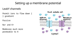 Setting up a membrane potential
LeakY channels
Permit ions to flow down [
] gradient
Passive
Na+ and K+
Membrane much more
permeable to K
 