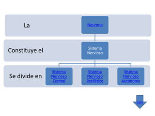 La                    Neurona




                           Sistema
Constituye el              Nervioso



                Sistema     Sistema      Sistema
Se divide en    Nervioso   Nervioso      Nervioso
                 Central   Periférico   Autónomo



                                               Salir
 