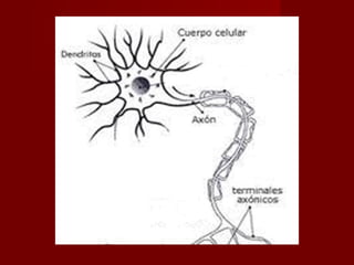 o soma




         o Botones
         Terminale
         s
 
