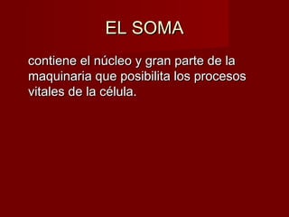 EL SOMA
contiene el núcleo y gran parte de la
maquinaria que posibilita los procesos
vitales de la célula.
 