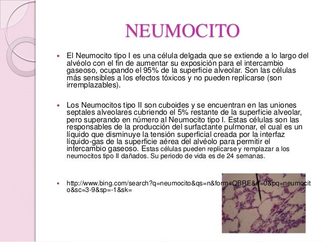 Neurona