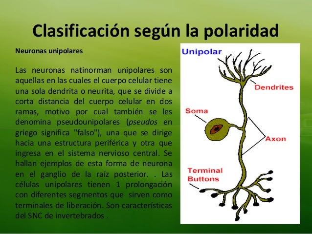 Neurona