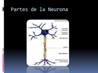 Partes de la Neurona
 