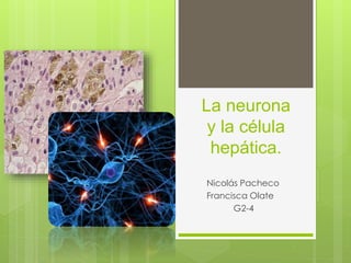 La neurona
y la célula
hepática.
Nicolás Pacheco
Francisca Olate
G2-4
 
