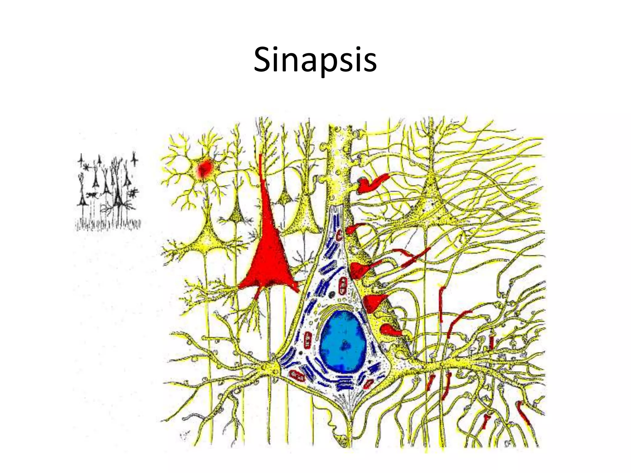 Sinapsis
 