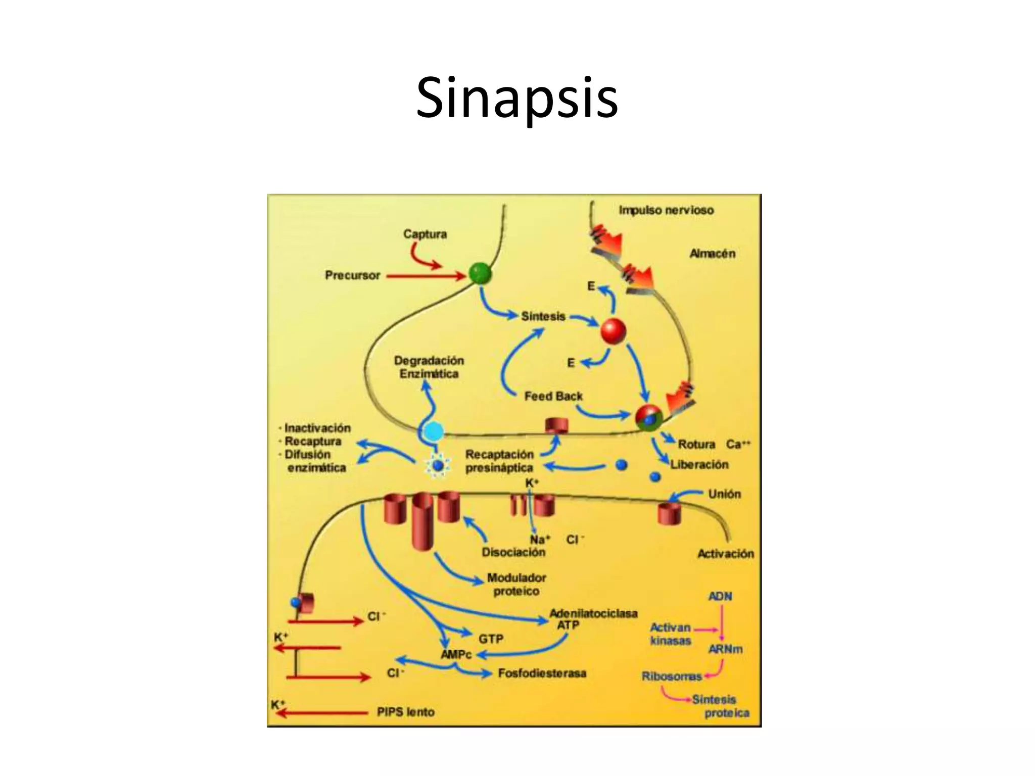 Sinapsis
 