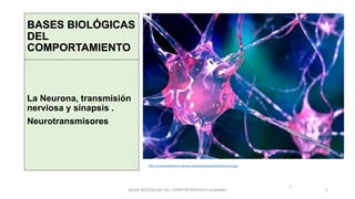 1
BASES BIOLÓGICAS
DEL
COMPORTAMIENTO
La Neurona, transmisión
nerviosa y sinapsis .
Neurotransmisores
https://conceptodefinicion.de/wp-content/uploads/2020/10/neurona.jpg
BASES BIOLÓGICAS DEL COMPORTAMIENTO HUMANO 1
 