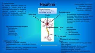 Neurona
Células Nerviosas,
unidades estructurales y
funcionales del SNC.
Envía, Recibe. Procesan
mensajes cuerpo-
Encéfalo por medio de
corrientes eléctricas.
Como funciona:
El impulso Nervioso recorre la
neurona y cuando llega a las
dendritas salta hasta la siguiente
neurona mediante sinapsis a
través de sustancias químicas
llamadas neurotransmisores Se caracterizan por habilitar muchas
funciones vitales del cuerpo como: latidos
del corazón, respiración, digestión,
sensación, movimientos corporales, es
decir, presiden todo lo que nos hace
humanos.
Ubicación
predominante:
• Cerebro
• Medula espinal
• Ganglios espinales
Dirección de la Neurotransmisión.
Tipos:
• Sensitivas: Ascendentes. Envían impulsos desde
tejido periférico.
• Motoras: Descendentes. Envían impulsos
neuronales del SNC al tejido periférico
indicando como debe funcionar.
• Interneuronas: Conectan las sensoriales y las
Según su morfología
• Unipolar: 1 solo axón o dendrita.
• Pseudounipolar: Axón o dendrita, tiene el mismo
soma.
• Bipolar: Axón sale soma y la dendrita del contrario.
• Multipolar: Posee muchas dendritas.
Según neurotransmisor sinóptico:
• Glutamatérgica
• Gabaergica
• Colinérgica
• Dopaminérgica
• Serotoninérgica
Núcle
o
Dendrita
Cuerposoma
Axó
n
Sinaps
is
 
