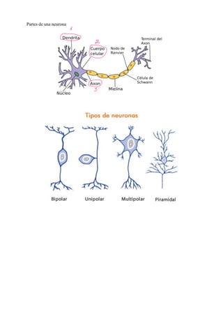 Partes de una neurona
 