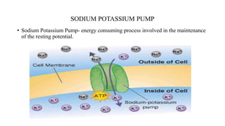 SODIUM POTASSIUM PUMP
• Sodium Potassium Pump- energy consuming process involved in the maintenance
of the resting potential.
 