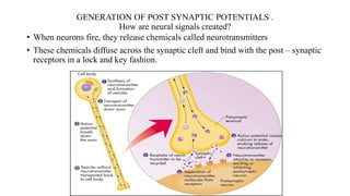 GENERATION OF POST SYNAPTIC POTENTIALS .
How are neural signals created?
• When neurons fire, they release chemicals called neurotransmitters
• These chemicals diffuse across the synaptic cleft and bind with the post – synaptic
receptors in a lock and key fashion.
 