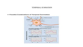 TEMPORAL SUMMATION
 