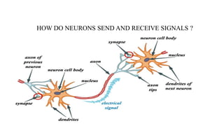 HOW DO NEURONS SEND AND RECEIVE SIGNALS ?
 
