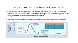 CONDUCTION OF ACTION POTENTIALS - IONIC BASIS
• Conduction of action potential takes place through the action of the voltage
activated ion channels – the ion channels that open and close in response to the
changes in the level of the membrane potential.
 