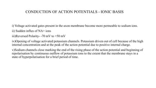 CONDUCTION OF ACTION POTENTIALS - IONIC BASIS
i) Voltage activated gates present in the axon membrane become more permeable to sodium ions.
ii) Sudden influx of NA+ ions
iii)Reversed Polarity- -70 mV to +50 mV
iv)Opening of voltage activated potassium channels. Potassium driven out of cell because of the high
internal concentration and at the peak of the action potential due to positive internal charge.
v)Sodium channels close marking the end of the rising phase of the action potential and beginning of
repolarisation by continuous outflow of potassium ions to the extent that the membrane stays in a
state of hyperpolarisation for a brief period of time.
 